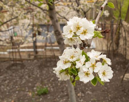 Pear tree blooming macro photography with copy space.の写真素材
