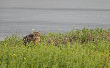 A cat sits in the grass near the road and looking at the camera.