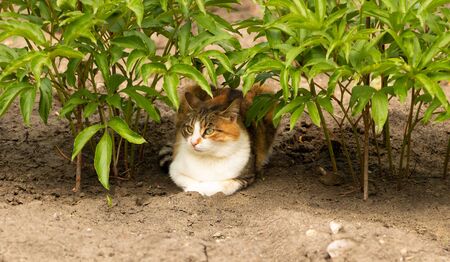 Smart cat sits in the shade of the plants in the garden away from the sun.