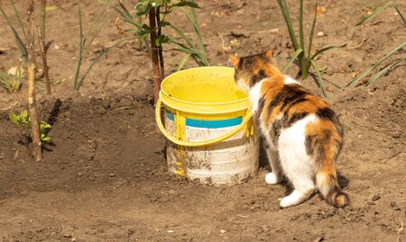 A cat drinks water from the bucket in the garden.の写真素材