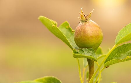Green pears in the tree, in the process of growing.