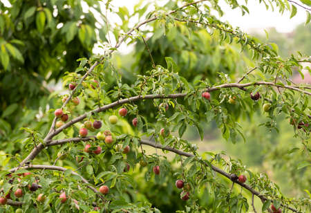Cherry plum tree with red fruits. The benefits of these fruits.の写真素材