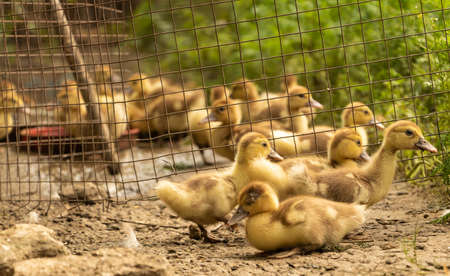 Muscovy duck chickens they sit together and wait for food