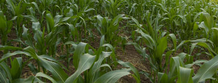 banner for your project. corn grows beautiful and green