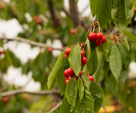 Delicious cherry fruits in the tree. The benefits of cherries.