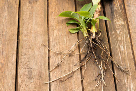 A bag of potatoes. Potatoes health benefits concept.
