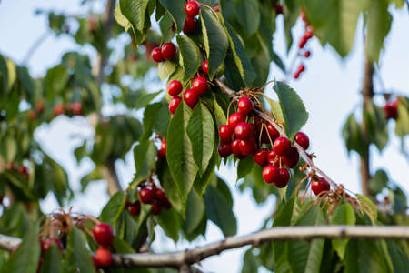 Cherry tree with ripe fruit on it - blue sky.