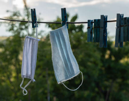 Eucalyptus seedling in the hand of the gardner.の写真素材