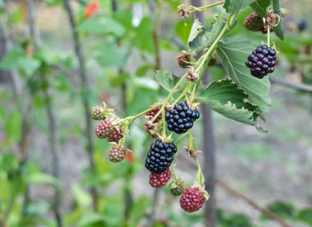 Berries bush in the process of ripening. Benefits of blackberries.の写真素材