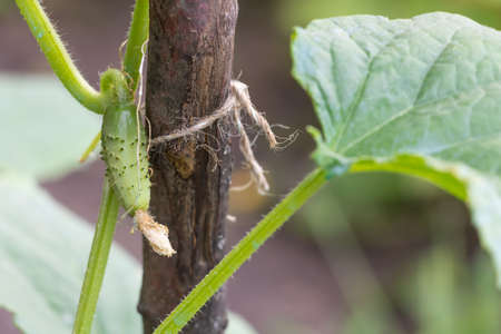 Young Cucumber in the garden close up. Benefits of cucumbers.の写真素材