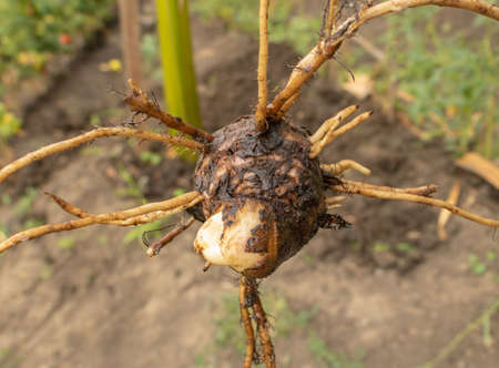 Pineapple in pot, how to grow pineapple at home concept.の写真素材