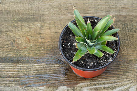 Pineapple in pot, how to grow pineapple at home concept.の写真素材