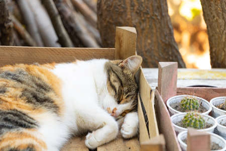 Funny cat sleeping. Portret of lovely three colored catの写真素材