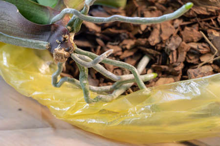 Transplanting phalaenopsis orchid concept. Orchid with new roots.