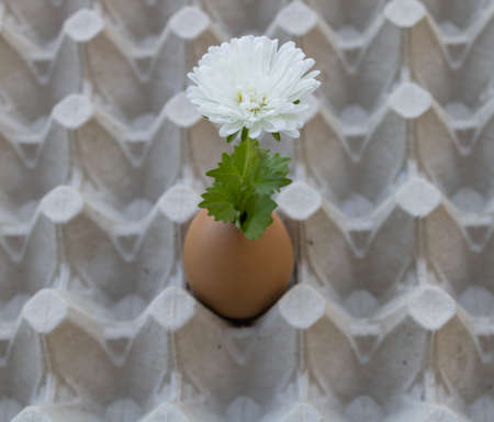 A white flower planted in an egg