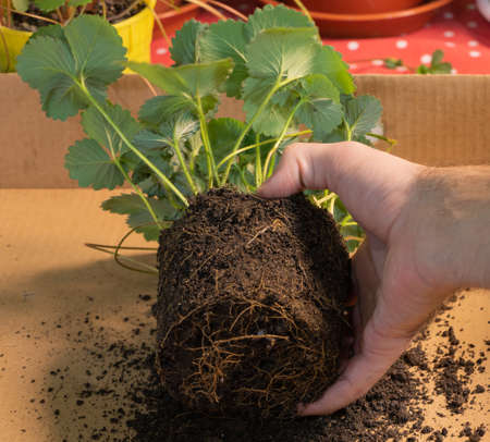 A gardener repotting some strawberries at home inside.の写真素材