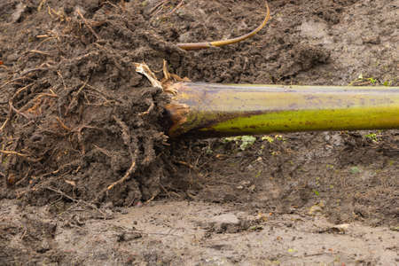 Banana Pseudostem with very healthy roots ready for planting.の写真素材