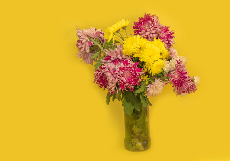 A bouquet of red and yellow chrysanthemums on a yellow backgroundの写真素材