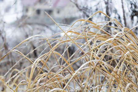 Freezing rain on the dry grass outside, winter concept