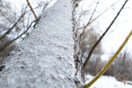 Winter concept - snow are on the branches of the trees. selective focusの写真素材