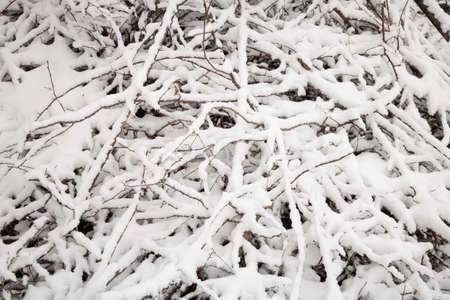 Snow fall over the branches texture close up.の写真素材