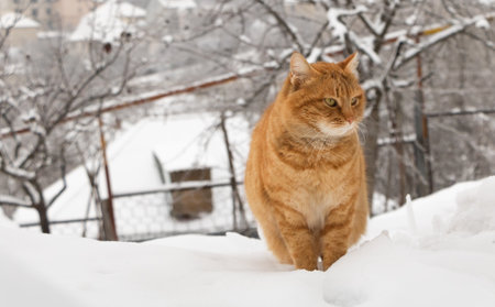 Portrait of an orange cat in the snow.の写真素材