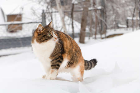 A funny three colored cat in the snow looks at one point.の写真素材