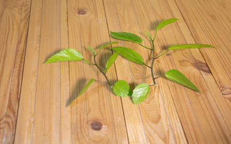 Hibiscus cuttings on wooden background. How to prune hibiscus by cuttings concept - Grow tropical plants at home.の写真素材