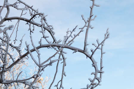 Icicles on a fruit tree with beautiful blue sky. Winter concept.