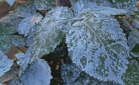 Blackberry leaves sprayed against pests. Close up.