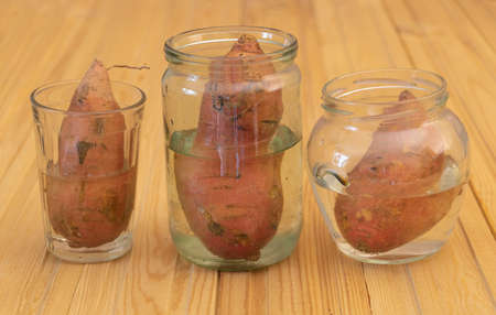 Sweet potatoes in water - Cultivation like a decorative plant. waiting for the rootsの写真素材