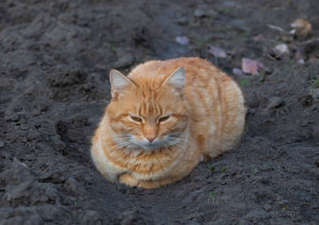 A beautiful orange cat sleeping in the garden.の写真素材