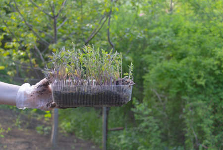 Tomato seedlings in a woman's hand - Lots of seedlings ready for planting in the garden. growing...