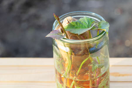 Sweet potato - growing in water at home concept. Like a decorative plant. Copy space and wooden...