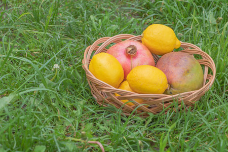 Mango lemon and pomegranate fruits in the bakset with grass background - fruit health benefits concept.の写真素材