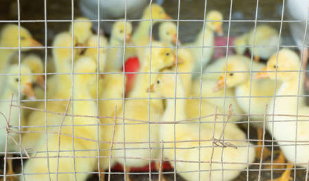 Closeup shot of baby geese in the cage.