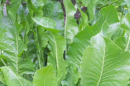 Closeup shot of fresh horseradish leaves in the garden.の写真素材
