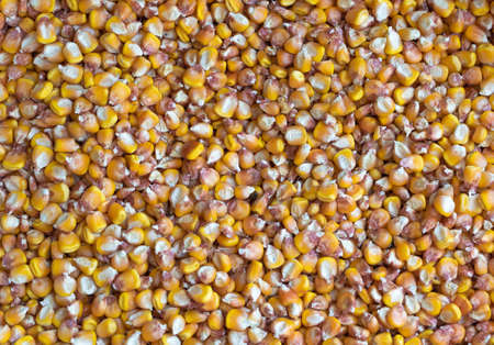 Closeup shot of corn - background and wallpaper.