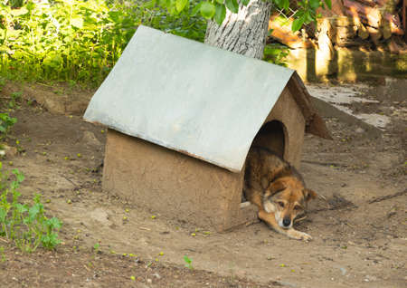 Closeup shot of a brown dog lying in the dog house.の写真素材