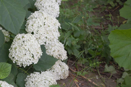 White hydrangea in bloom with copy space.