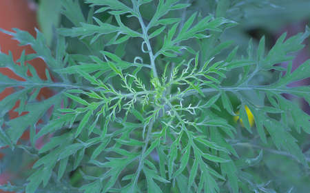 Ambrosia plant close up - Dangerous allergy plant for humans. Concept.