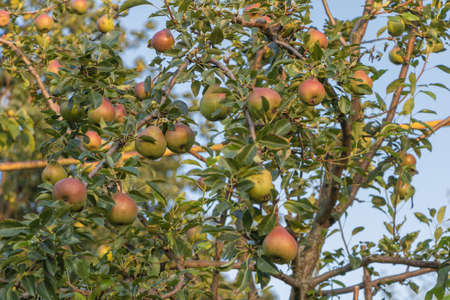 A bunch of sweet pears in the tree. Benefits of pears. Blue sky Background.の写真素材