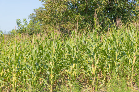 Corn plantation on the field - photographed in full sun
