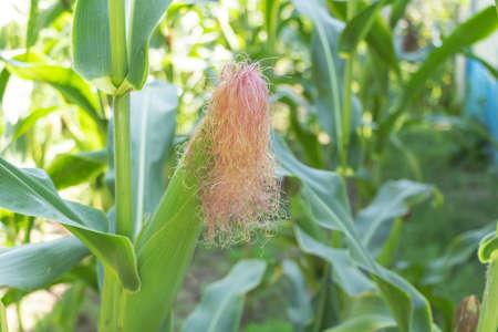 Beautiful Corn silk on the corn culture orange color.の写真素材