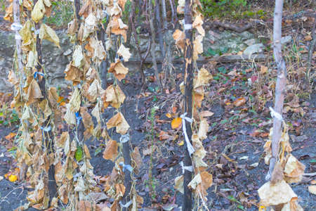 Dried cucumber plantation in the fall - Concept for gardening
