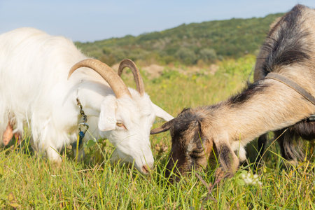 Close up shot of two white goats who eat grass in the field - Selective Focus.の写真素材