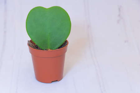 Hoya kerrii - the plant in which the leaves are heart-shaped. Concept for care Hoya kerrii.の写真素材