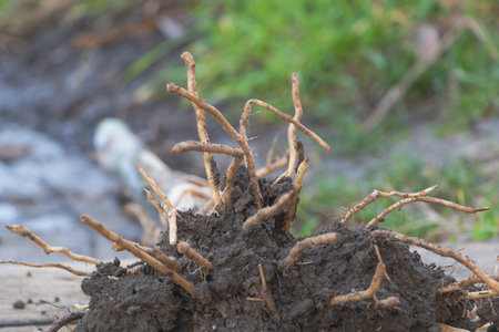 Selective focus shot of banana roots close up - Concept for growing banana trees.