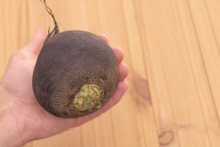 A fresh black radish in the hand of a man - Benefits of radish concept - wooden background.の写真素材