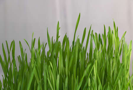 Selective focus shot of wheat grass which growing at home - Beneficial plant concept